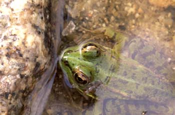 Rana común (Rana perezi)