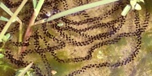 Sapo común - Huevos (Bufo bufo)