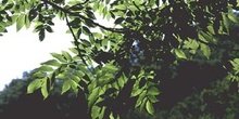Fresno de hoja florido - Hoja (Fraxinus ornus)
