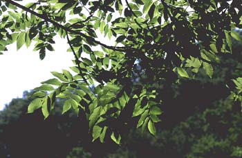 Fresno de hoja florido - Hoja (Fraxinus ornus)