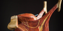 IES_CARDENALCISNEROS_ANATOMIA_MODELOS_081