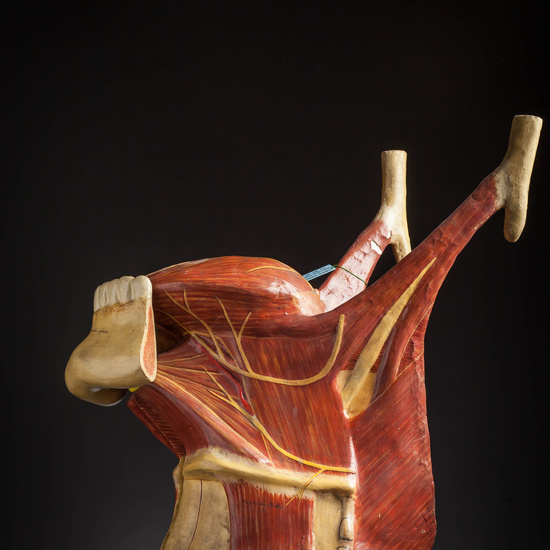 IES_CARDENALCISNEROS_ANATOMIA_MODELOS_081
