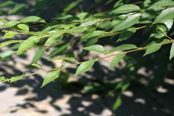 Olmo de Siberia - Hojas (Ulmus pumilla)