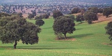 Encina - Bosque (Quercus ilex)