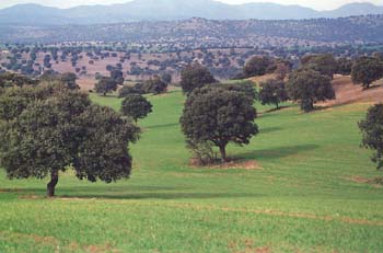 Encina - Bosque (Quercus ilex)