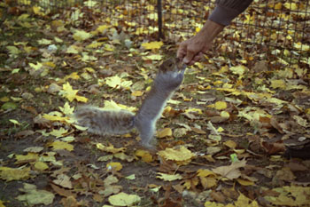 Ardilla, Central Park, Nueva York, Estados Unidos