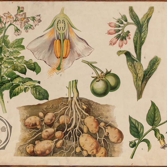 IES_CARDENALCISNEROS_BOTÁNICA_II_LÁMINAS_006