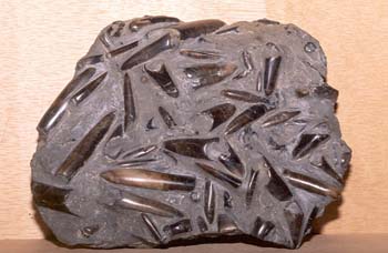 Belemnites en placa (Molusco-Cefalópodo) Jurásico