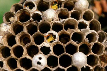 Avispón (Vespa crabro)