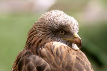 Milano real (Milvus milvus)