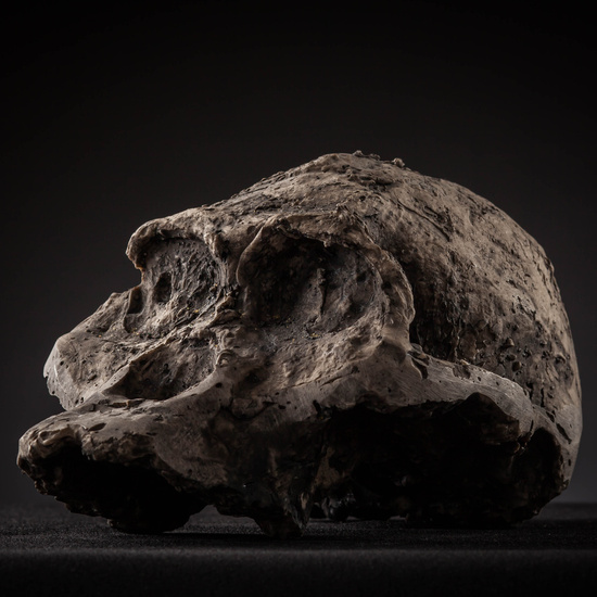 IES_SANISIDRO_MUSEO_Craneos_011