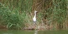 Garza real (Ardea cinerea)