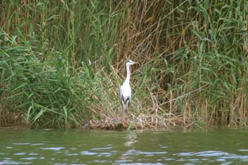 Garza real (Ardea cinerea)