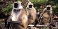 Monos callejeros en Pushkar, India