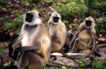 Monos callejeros en Pushkar, India