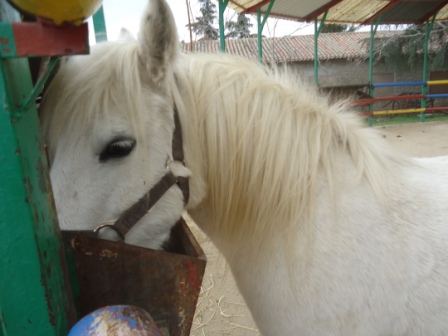 2017_03_LOS PULPOS Y LA GRANJA ESCUELA 2