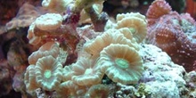Coral (Caulastrea sp.)
