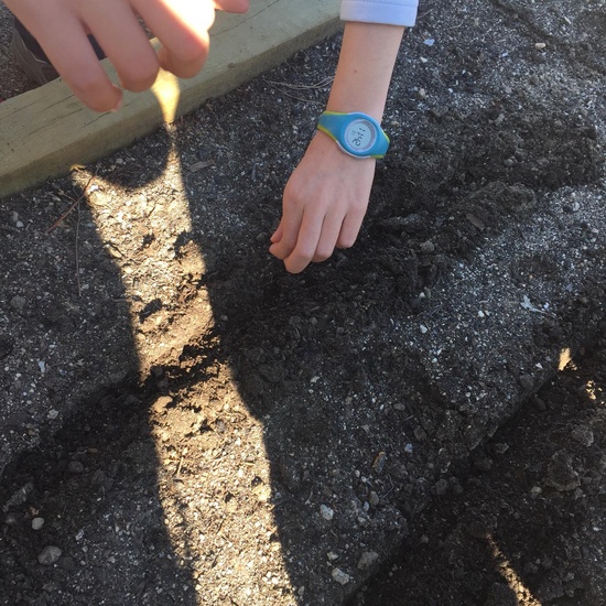 Quinto de Primaria_Taller de Huerto Escolar_CEIP Fernando de los Ríos_Las Rozas 11