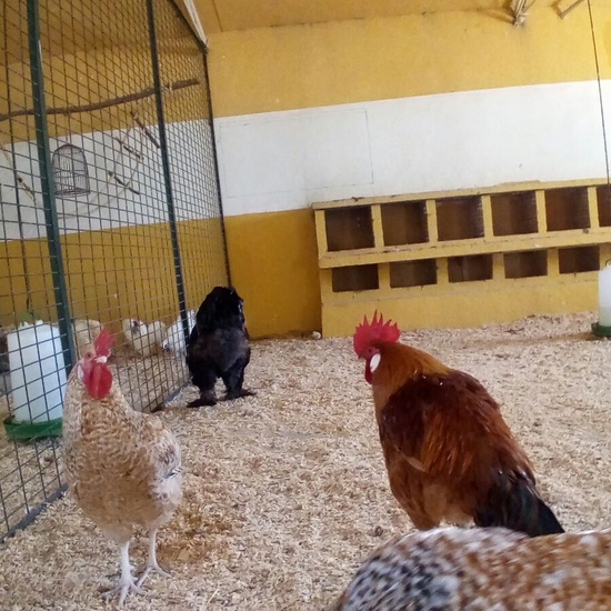 Granja Escuela 1º y 2º EP 2017-18 19