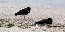 Ostreros Americanos descansando, Haematopus palliatus, Ecuador