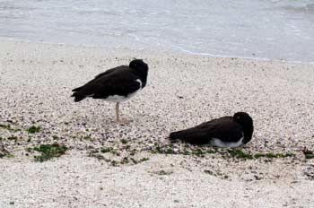 Ostreros Americanos descansando, Haematopus palliatus, Ecuador