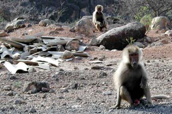 Monos, Rep. de Djibouti, áfrica