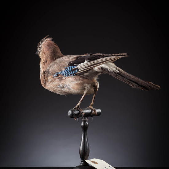 IES_SANISIDRO_MUSEO_Aves_096