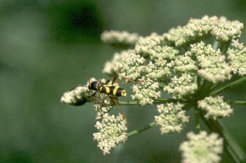 Escarabajo avispa (Clytus arietis)