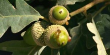 Rebollo / melojo - Bellota (Quercus pyrenaica)