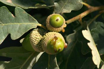 Rebollo / melojo - Bellota (Quercus pyrenaica)