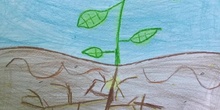 PRIMARIA - 1º - EL CICLO DE LAS PLANTAS - VALORES