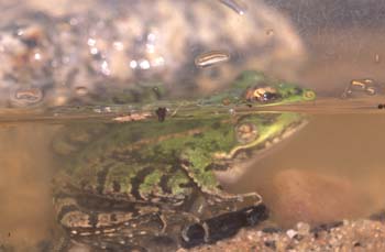 Rana común (Rana perezi)