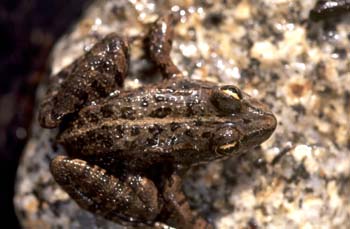 Rana común (Rana perezi)