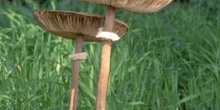 Parasol (Macrolepiota procera)