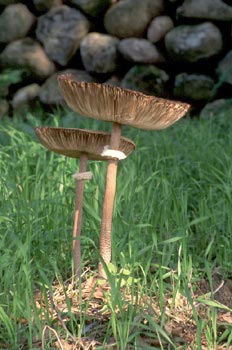 Parasol (Macrolepiota procera)