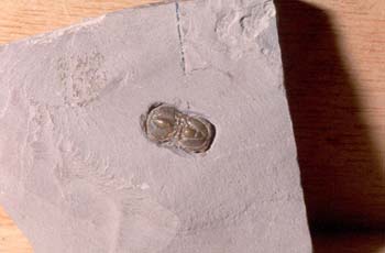 Peronopsis instrictia (Trilobites) Cámbrico