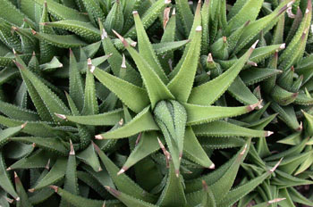 Hawortia greenii