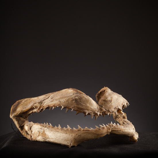 IES_SANISIDRO_BIOLOGIA_131