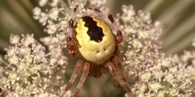 Araña (Araneus marmoreus)