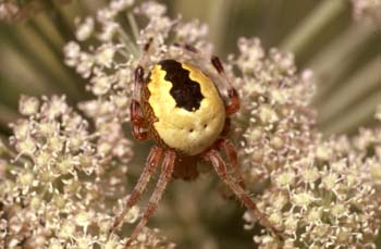 Araña (Araneus marmoreus)