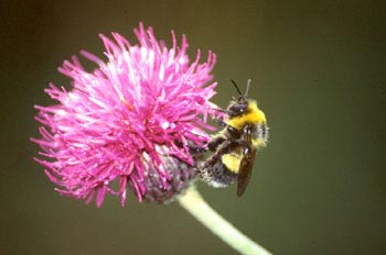 Abejorro (Bombus hortorum)