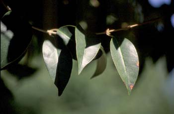 Aligustre - Hoja (Ligustrum sp.)