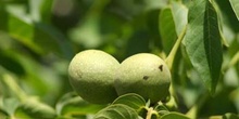 Nogal - Nuez (Juglans regia)