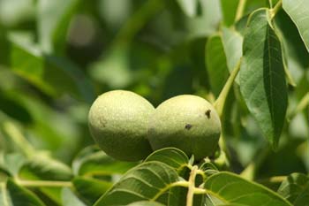 Nogal - Nuez (Juglans regia)