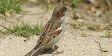 Gorrión comun (Passer domesticus)