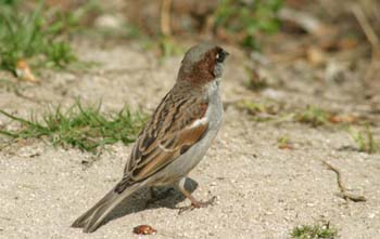 Gorrión comun (Passer domesticus)