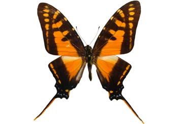 Eurytides marchalii (Perú)