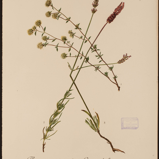 IES_CARDENALCISNEROS_HERBARIO_30 8