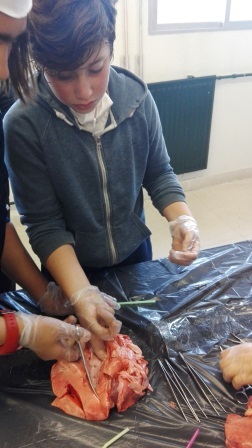 2018_02_09_DISECCION CORAZON Y PULMONES_SEXTO_CEIP FDLR_LAS ROZAS_2 1
