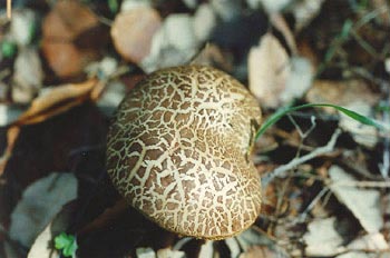 Boleto cuarteado (Xerocomus chrysenteron)